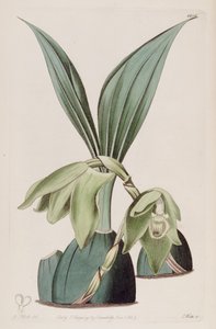 Illustration of Ida ciliata (as syn. Maxillaria ciliata) by M. Hart